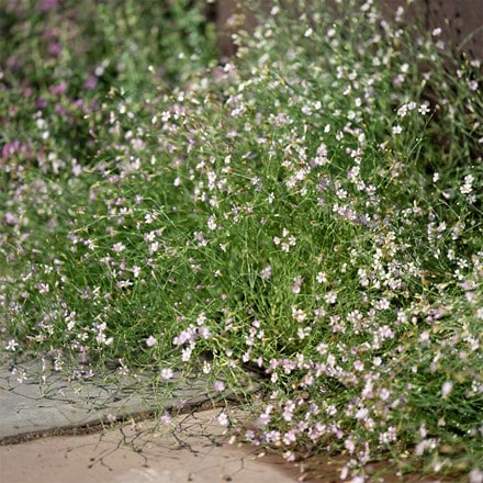 Petrorhagia illyrica