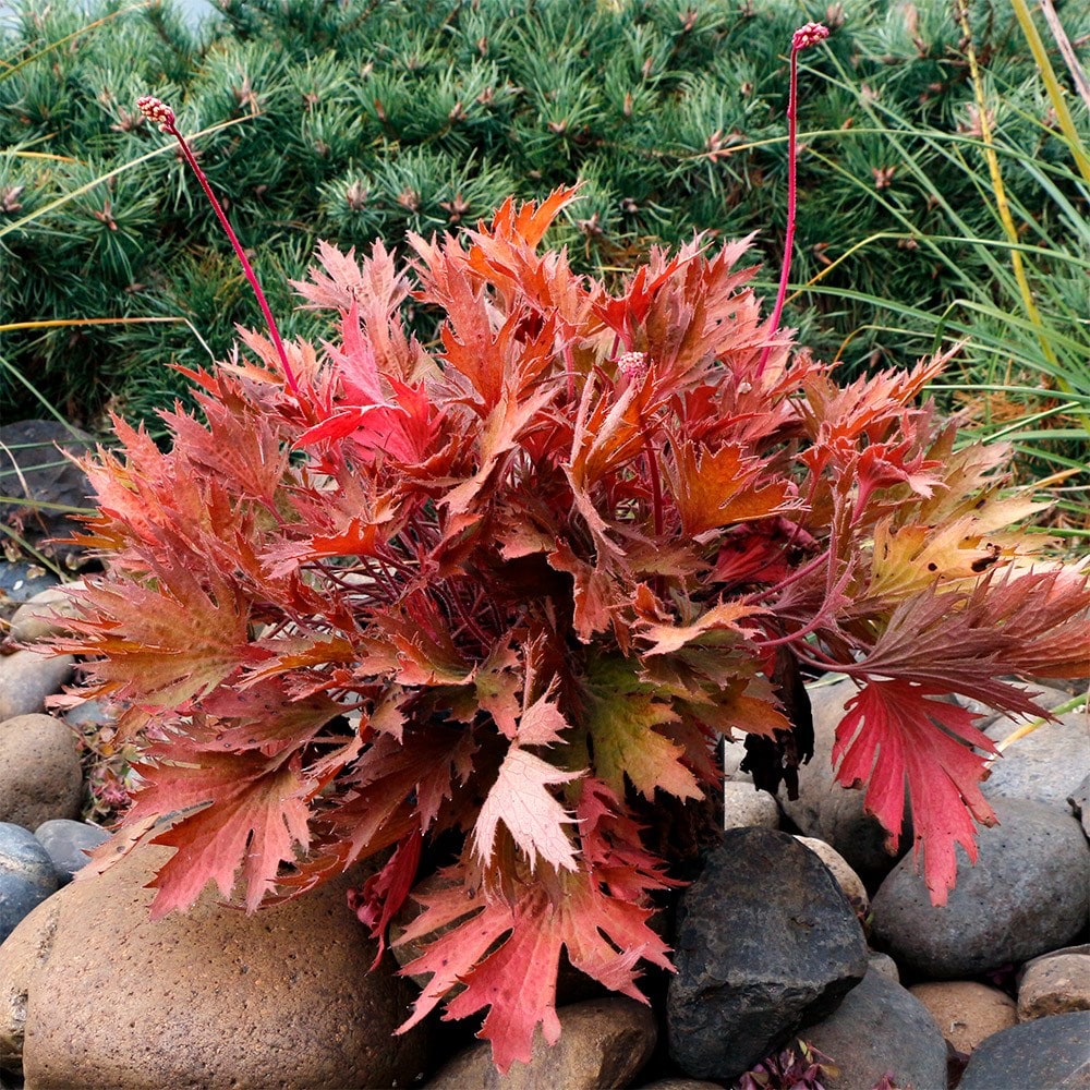 coral bells
