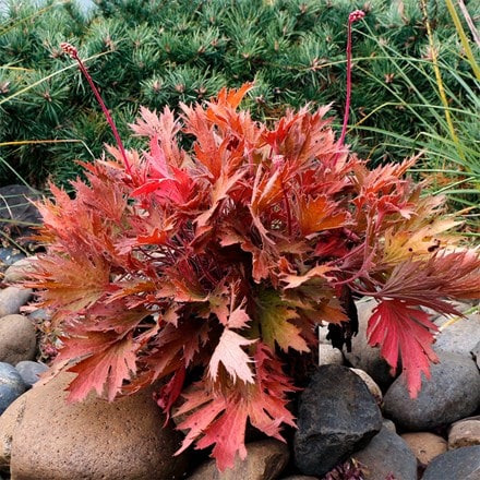 Heuchera Fyre Wing™ Amber
