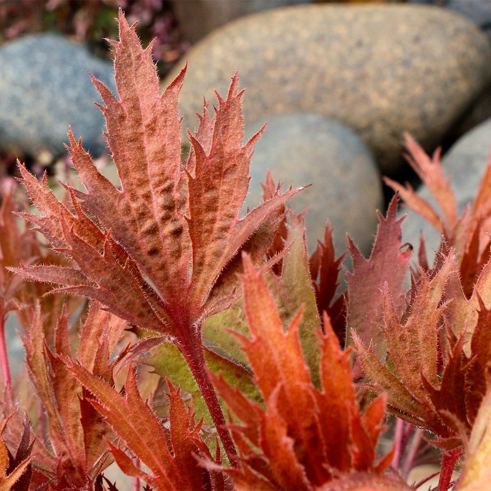 <i>Heuchera</i> Fyre Wing™ 'Amber'