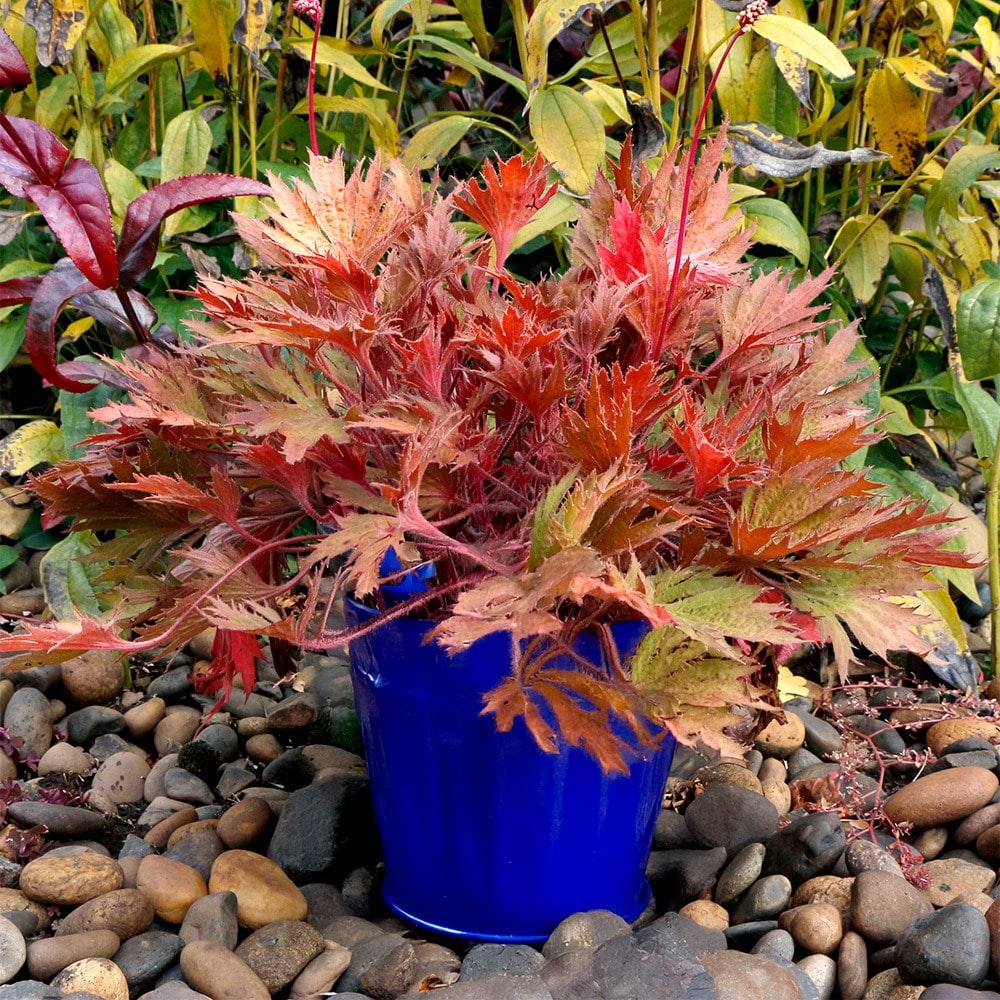 <i>Heuchera</i> Fyre Wing™ 'Amber'