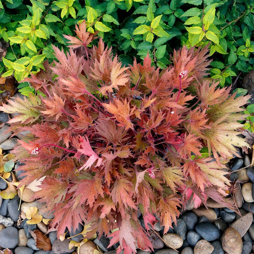 <i>Heuchera</i> Fyre Wing™ 'Amber'