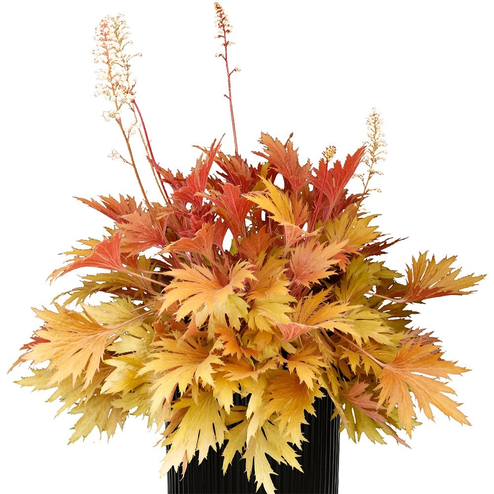 <i>Heuchera</i> Fyre Wing™ 'Amber'