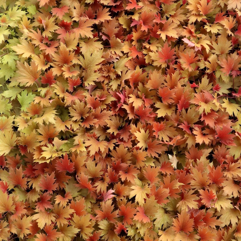 <i>Heuchera</i> Fyre Wing™ 'Amber'
