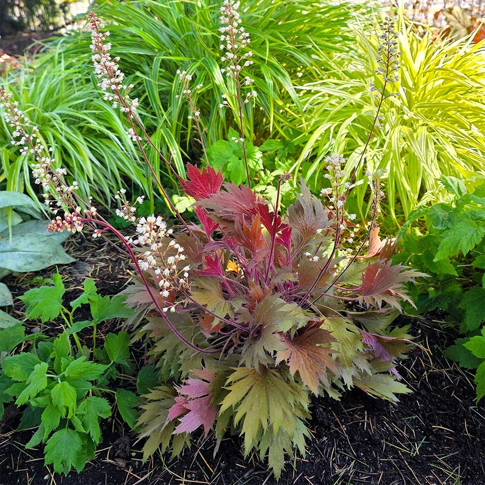 <i>Heuchera</i> Fyre Wing™ 'Amber'
