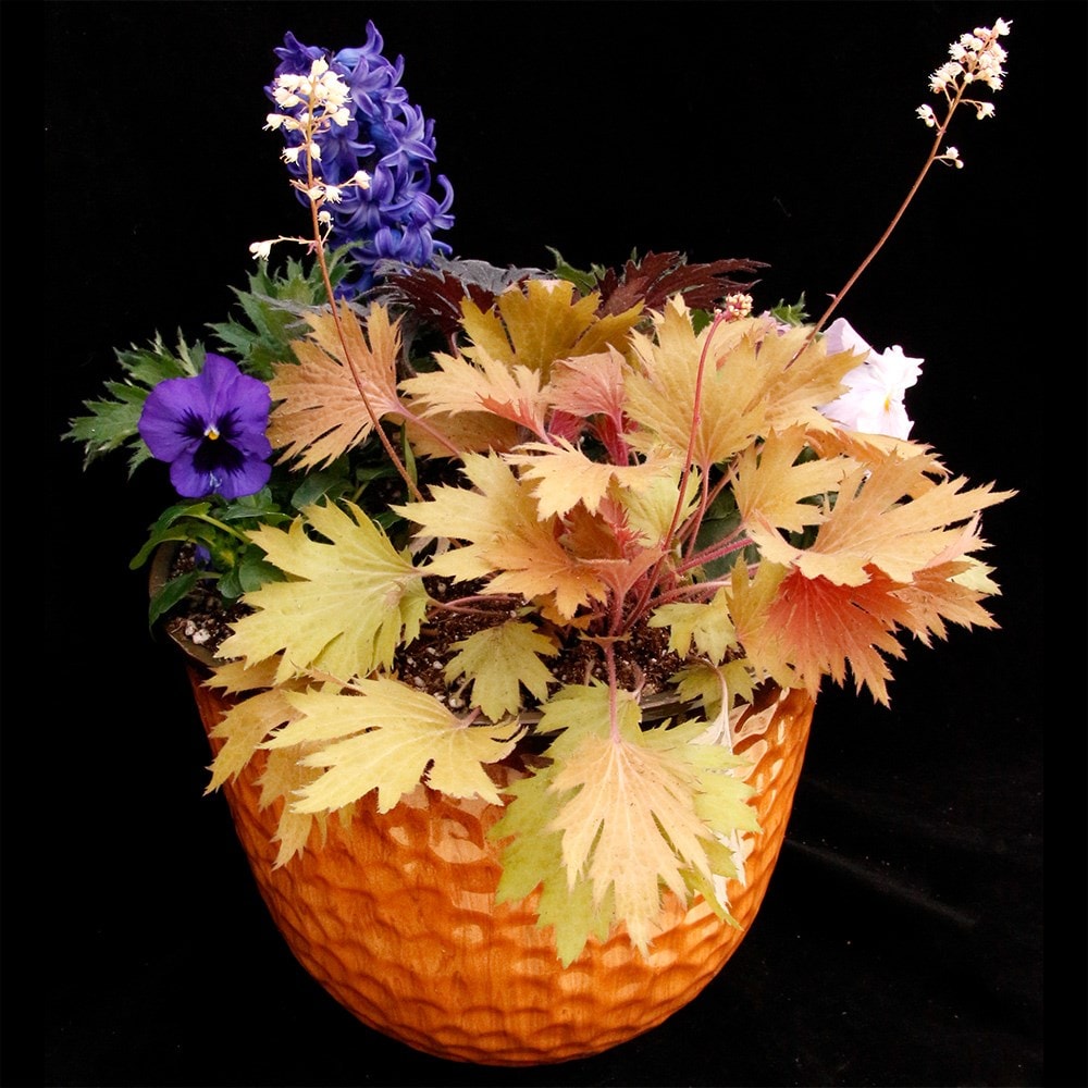 <i>Heuchera</i> Fyre Wing™ 'Amber'