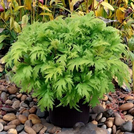 Heuchera Fyre Wing™ Heliodor