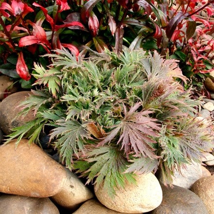 Heuchera Fyre Wing™ Jadeite