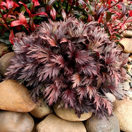 Heuchera Fyre Wing™ Rhodonite