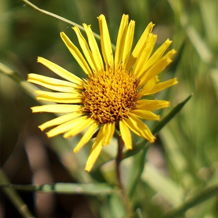 Inula ensifolia
