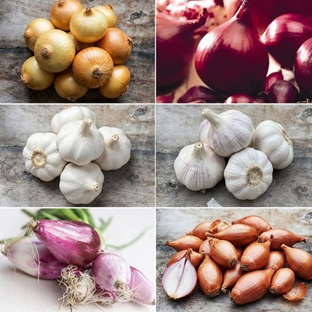 Autumn garlic, onion & shallot collection