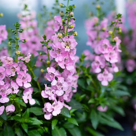 Angelonia Archangel Light Pink