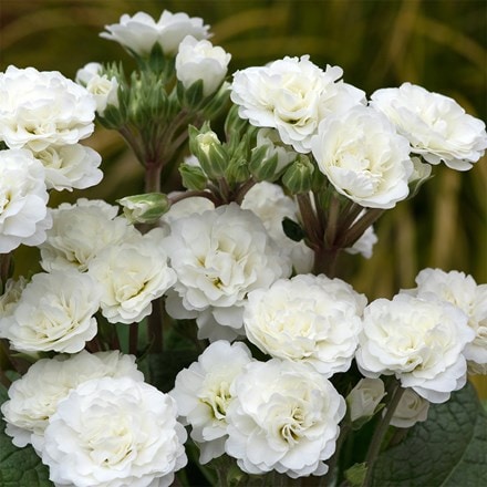 Primula Frosty White (Pollyanna Series)