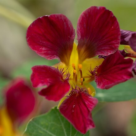 Tropaeolum majus Purple Emperor