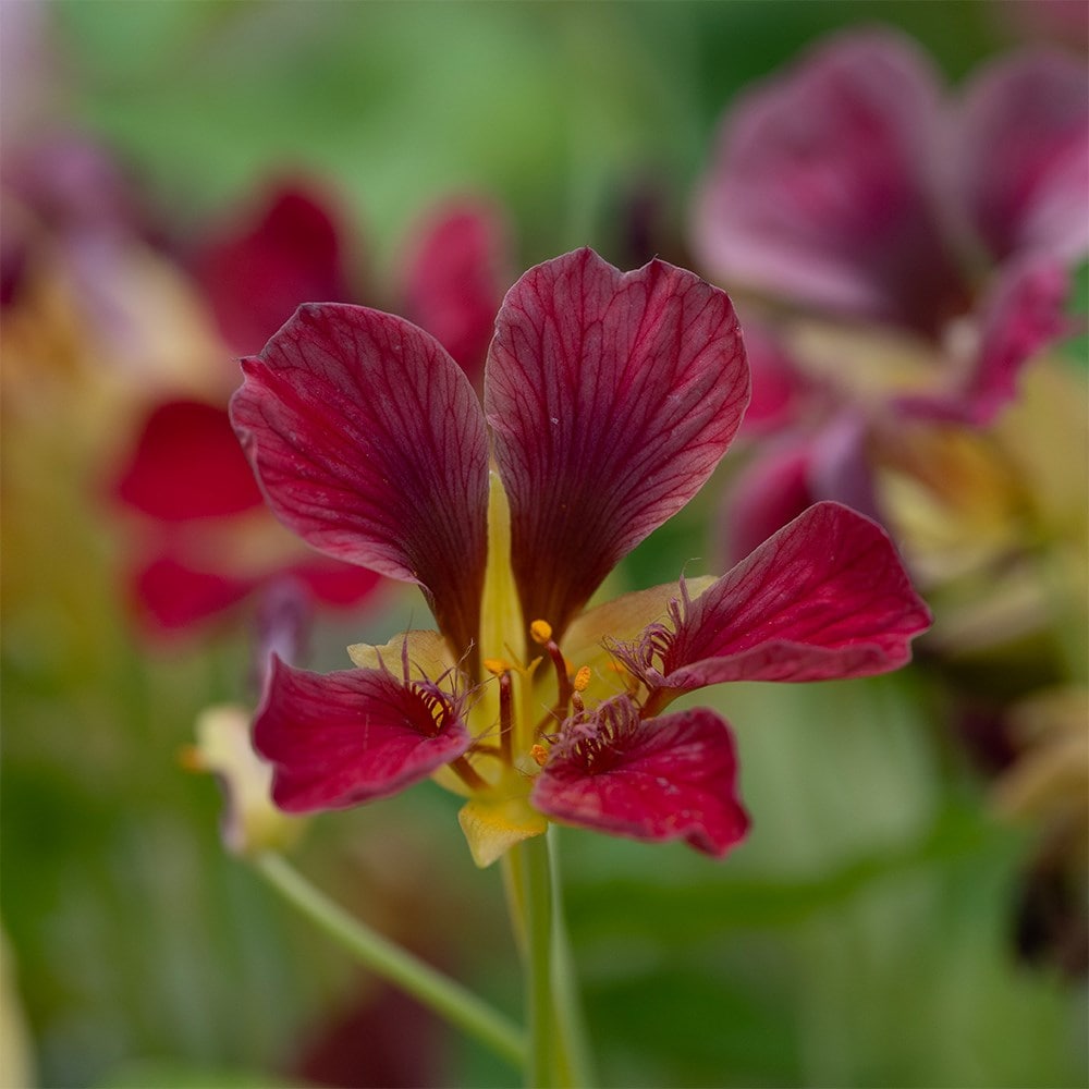 nasturtium - <i>Tropaeolum majus</i> 'Purple Emperor'

