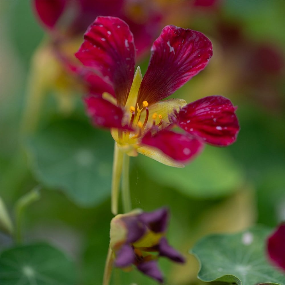 nasturtium - <i>Tropaeolum majus</i> 'Purple Emperor'
