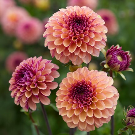 Dahlia Palmares