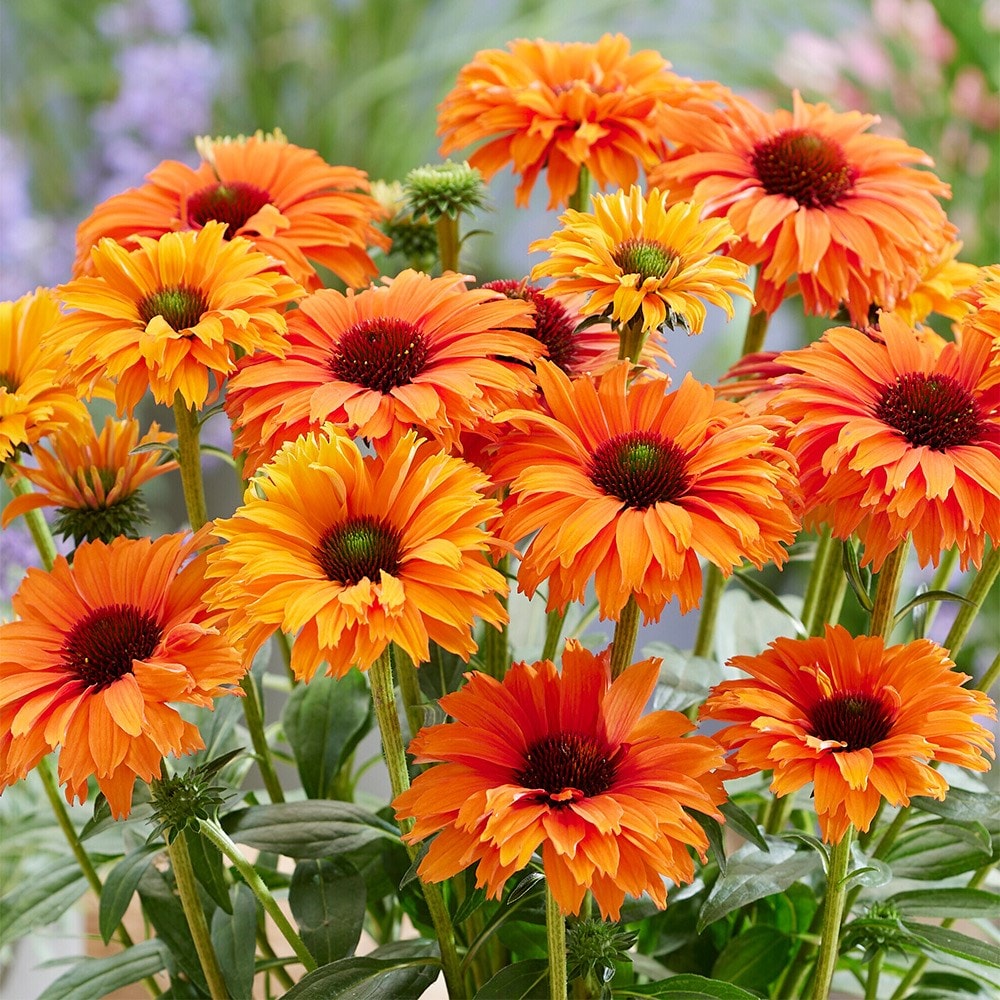 coneflower