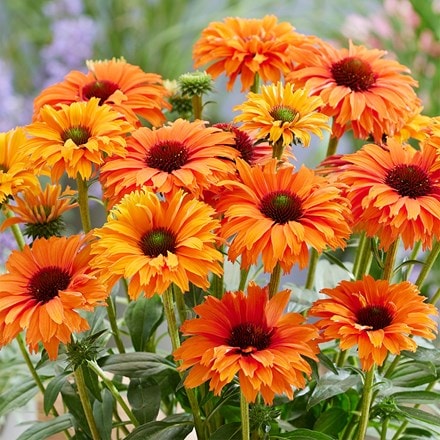 Echinacea Sunseekers Mineola ('Ifecssmin') (SunSeekers Series)