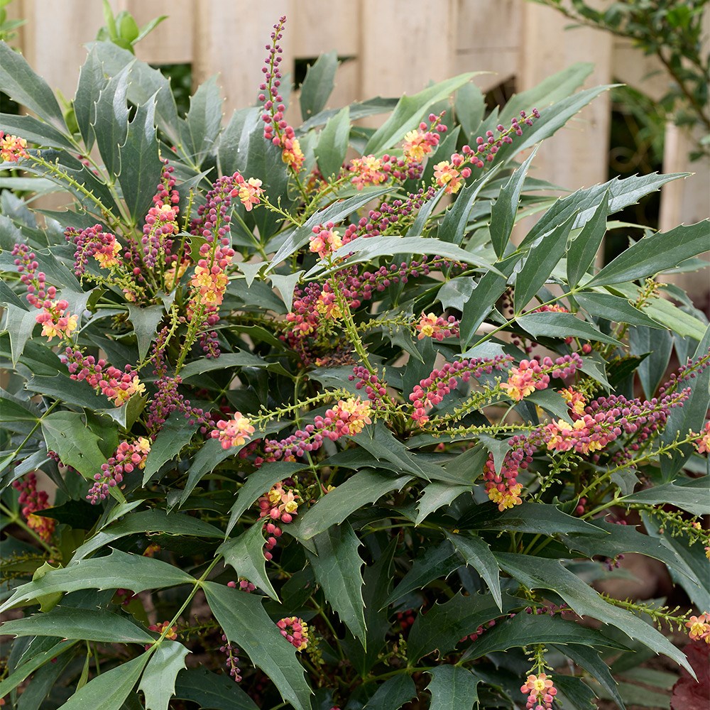 mahonia