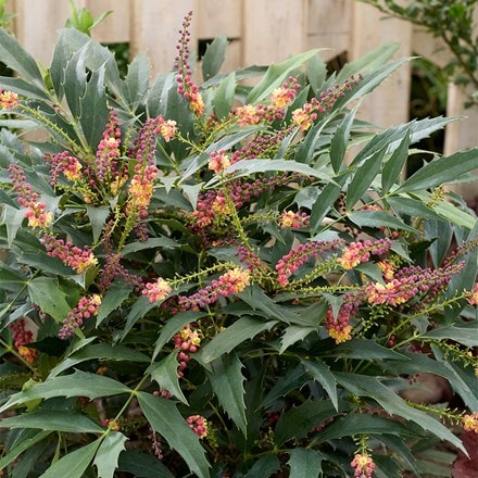 Mahonia JungleWhisper®