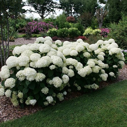 Hydrangea arborescens Incrediball® Stormproof®