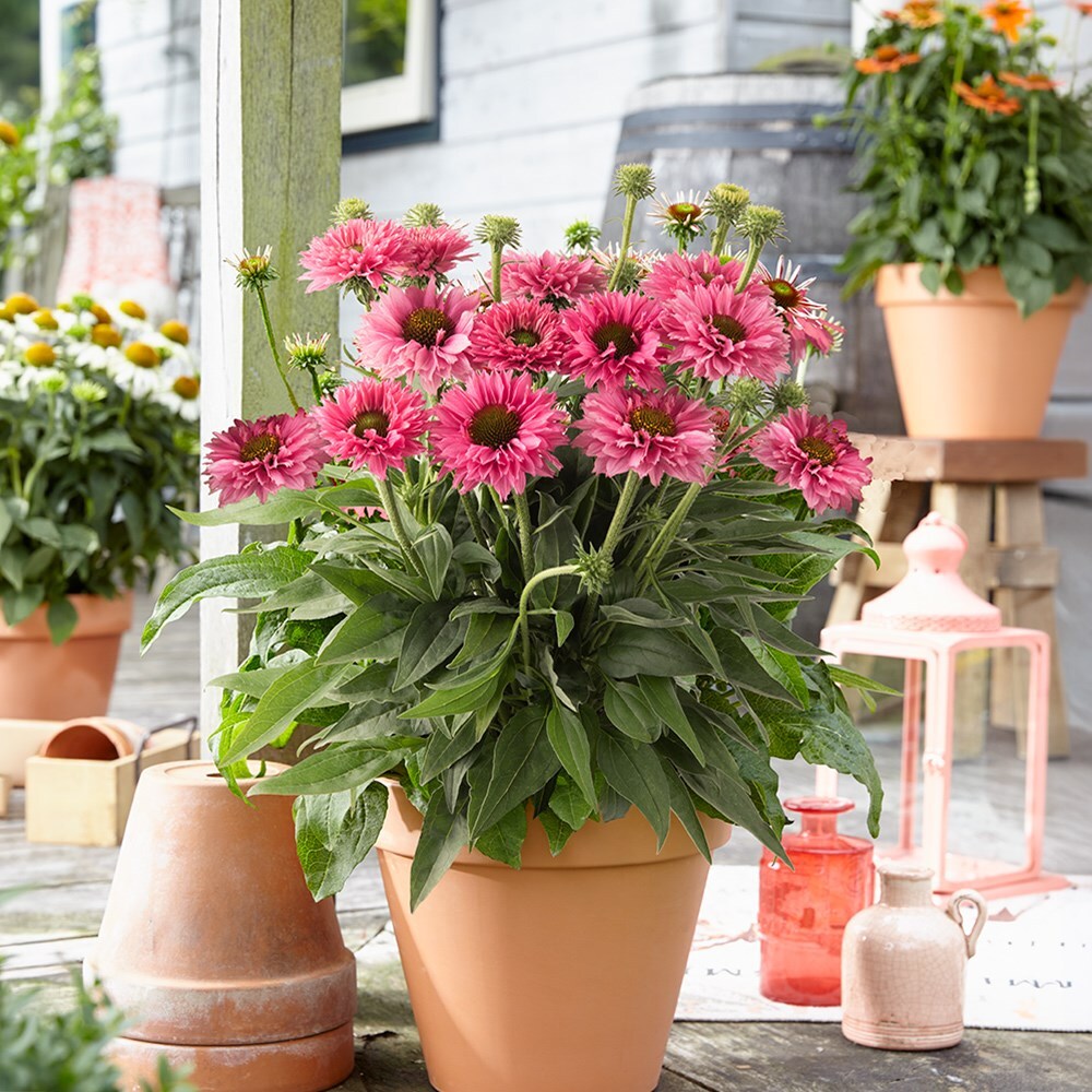 coneflower