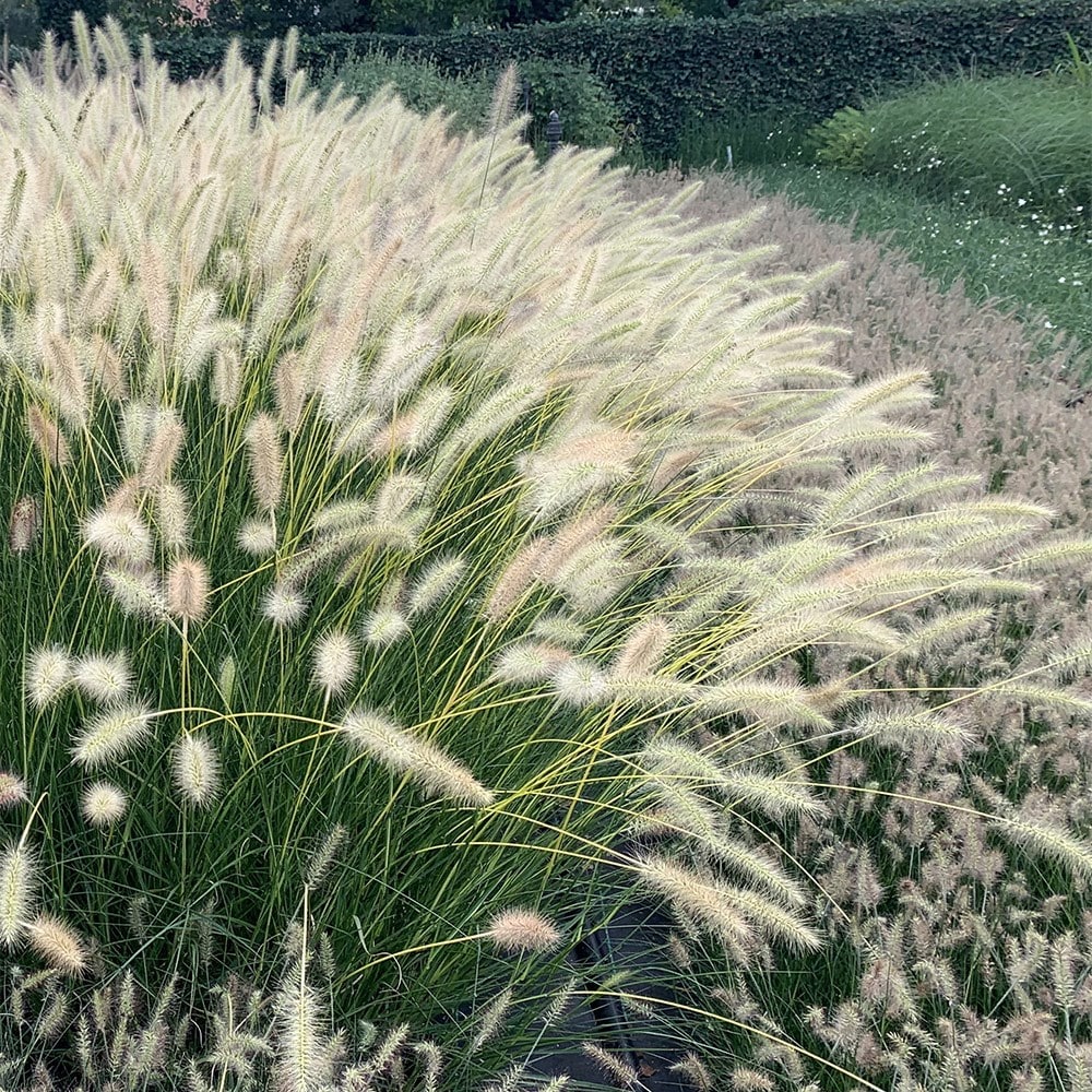 Chinese fountain grass
