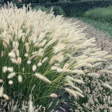 Pennisetum alopecuroides Neon Lights ('Jojo100')
