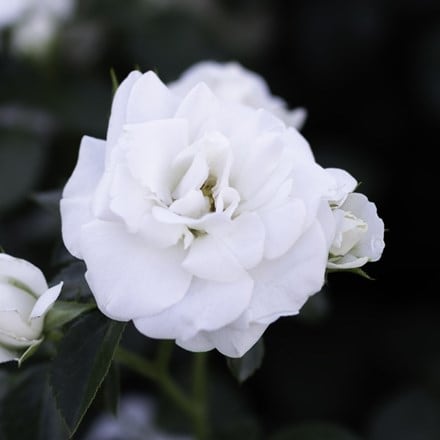 Rosa Special Child ('Taniripsa')