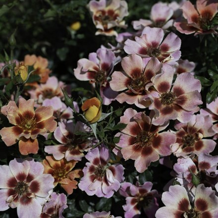 Rosa Flame Babylon Eyes ('Ipb027710') (S)