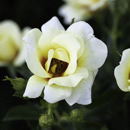 Rosa Glorious Babylon Eyes ('Intereybabolg')