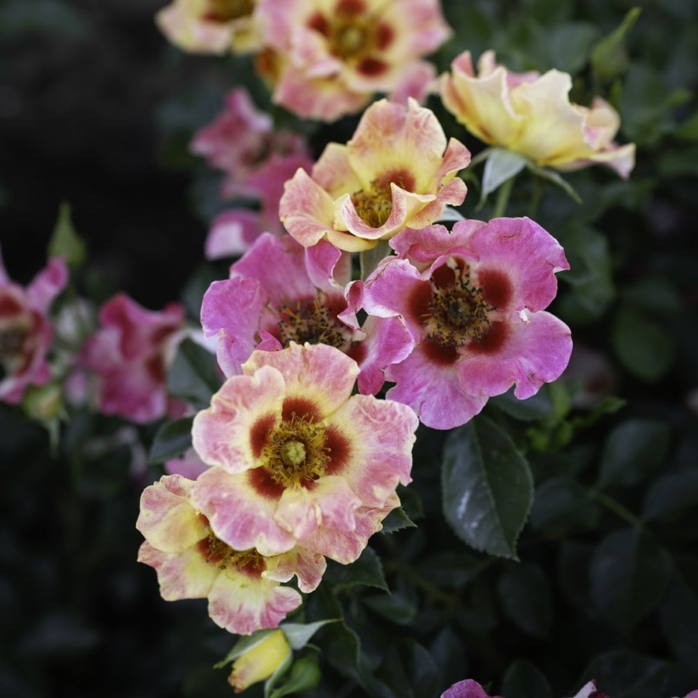 <i>Rosa</i> <b class=small-caps>Sunshine Babylon Eyes</b> ('Intereybabnus') | Shrub Rose