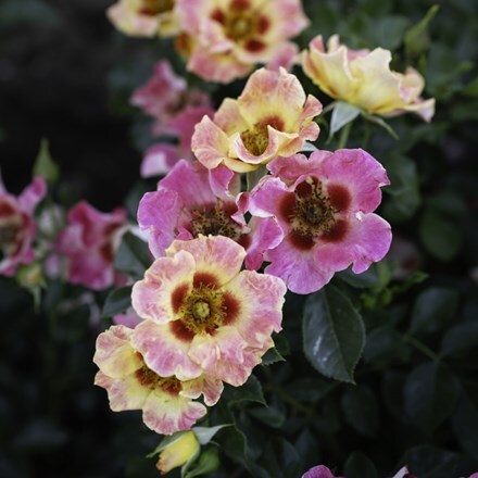 Sunshine Babylon Eyes ('Intereybabnus')