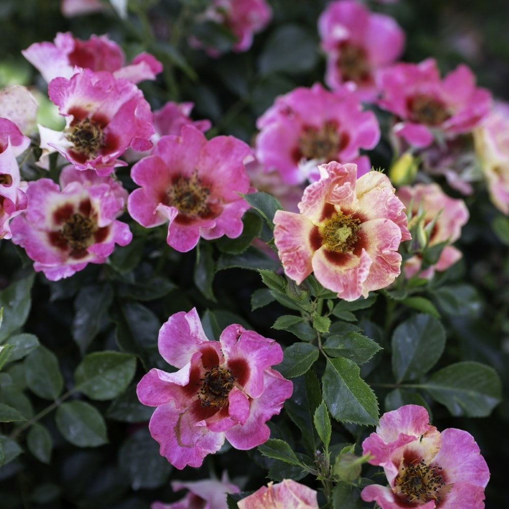 <i>Rosa</i> <b class=small-caps>Sunshine Babylon Eyes</b> ('Intereybabnus') | Shrub Rose