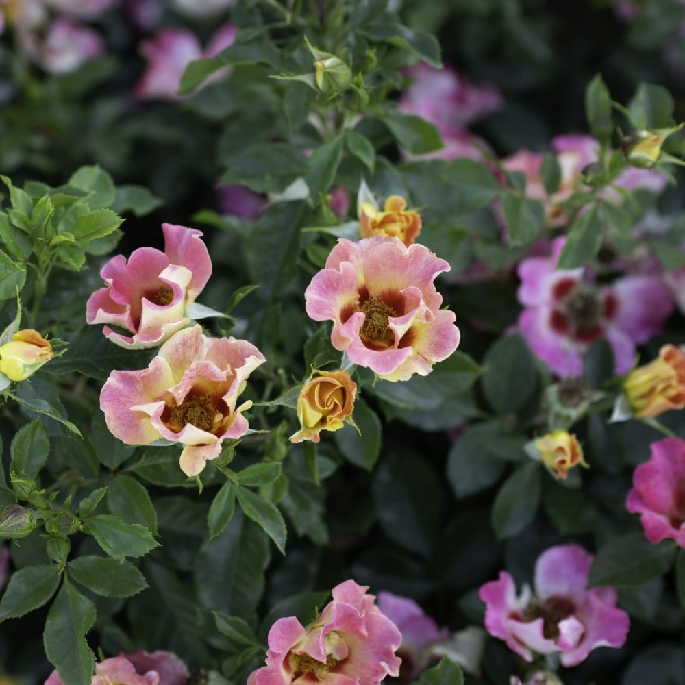 <i>Rosa</i> <b class=small-caps>Sunshine Babylon Eyes</b> ('Intereybabnus') | Shrub Rose