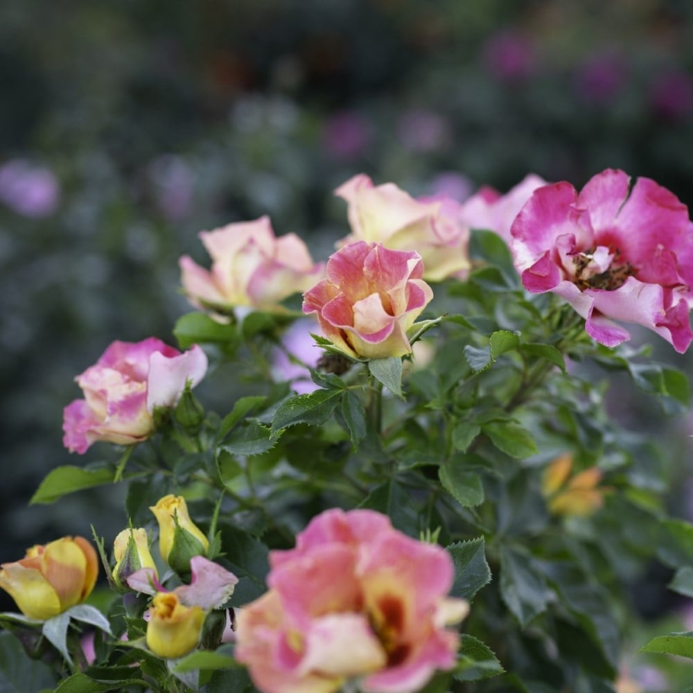 <i>Rosa</i> <b class=small-caps>Sunshine Babylon Eyes</b> ('Intereybabnus') | Shrub Rose