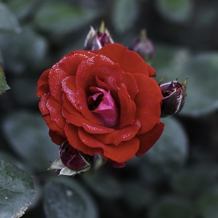 Rosa Belle De Grasse ('Meibelitz')