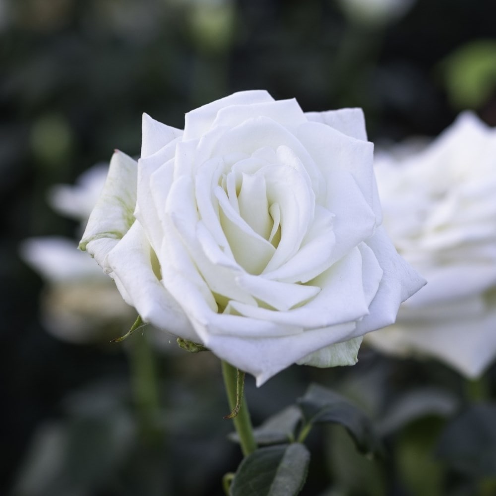 Rose Boeing (hybrid tea)
