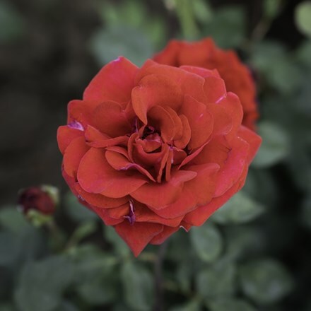 Rosa Edith Piaf ('Meinical')