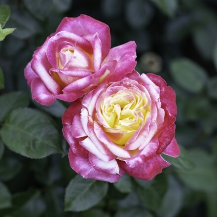 Rosa Love & Peace ('Baipeace')