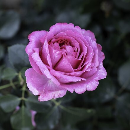 Rosa Royal Brompton Rose ('Meivildo') (HT)
