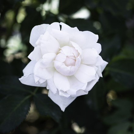 Rosa Crème Chantilly ('Meiradena')