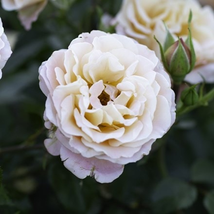 Rosa Rekord Cubana | Shrub Rose
