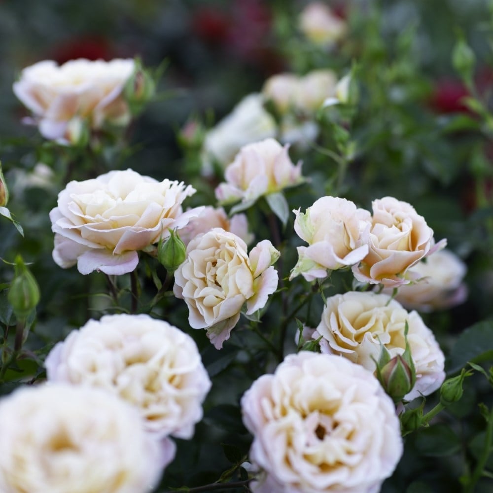 <i>Rosa<i> Rekord Cubana | Shrub Rose