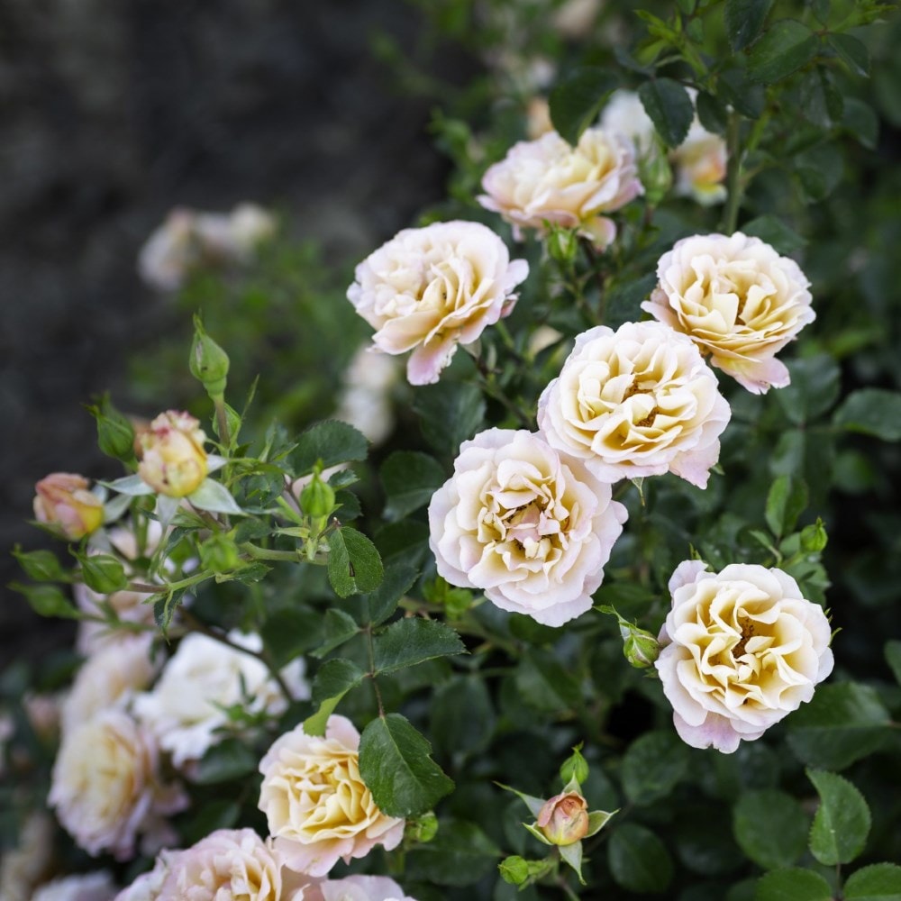 <i>Rosa<i> Rekord Cubana | Shrub Rose