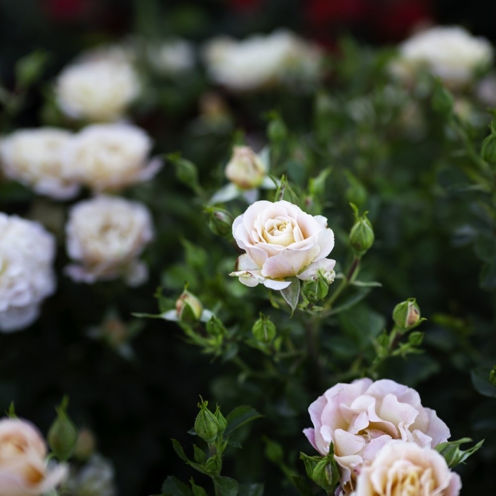 <i>Rosa<i> Rekord Cubana | Shrub Rose