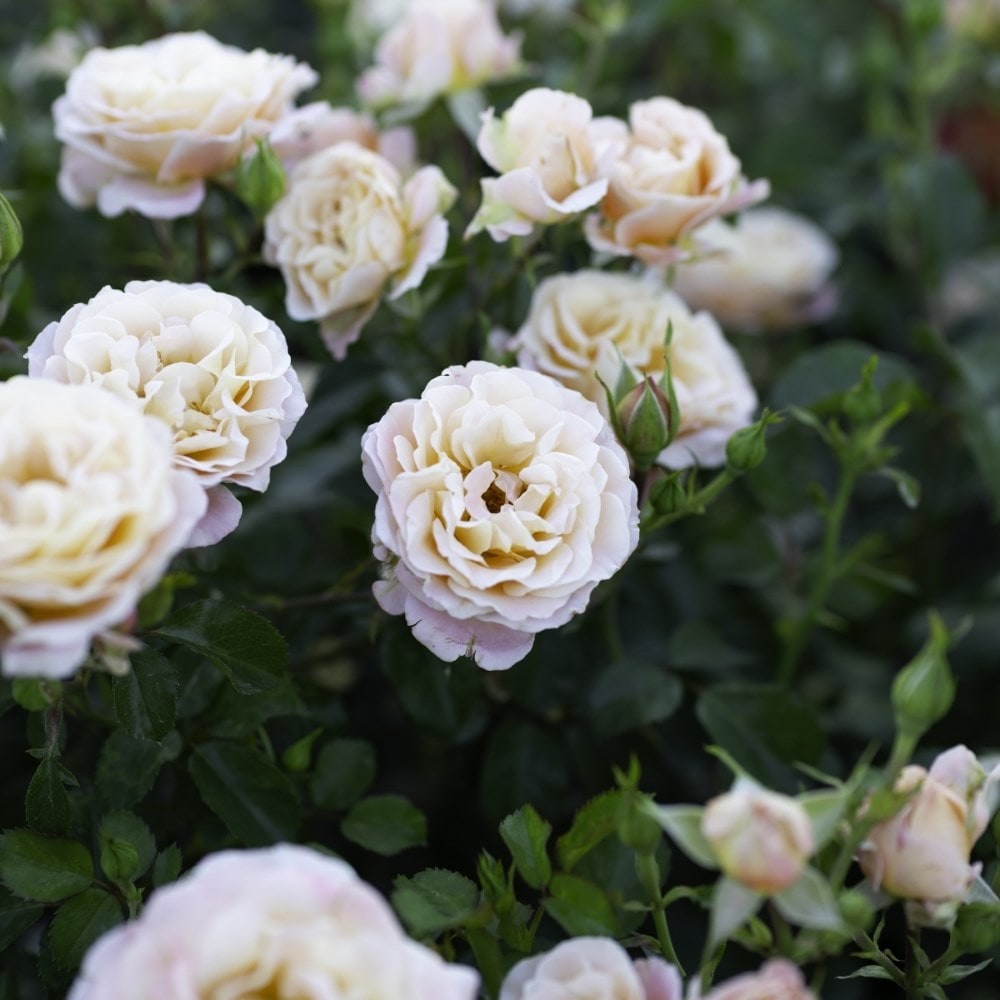 <i>Rosa<i> Rekord Cubana | Shrub Rose