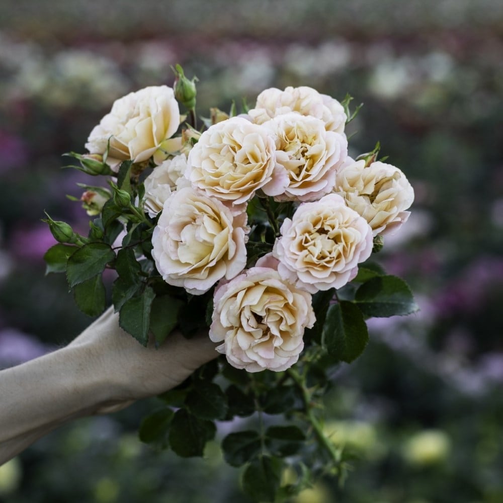 <i>Rosa<i> Rekord Cubana | Shrub Rose