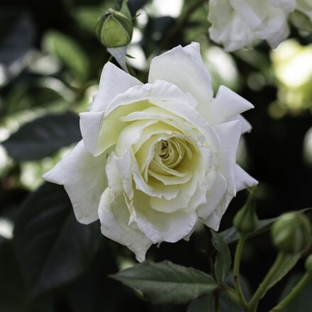 Rosa Elfe ('Tanelfe') | Hybrid Tea Rose
